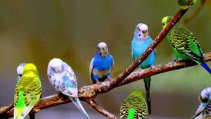 kuşlarda kullanılan vitaminler