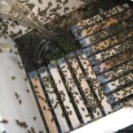 Arılara Neden Şerbet Verilir? Şerbet Balın Kalitesini Etkiler mi?